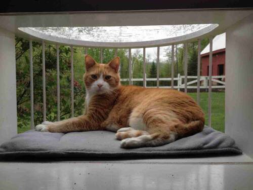 Cat Perch/Landing - Image 5