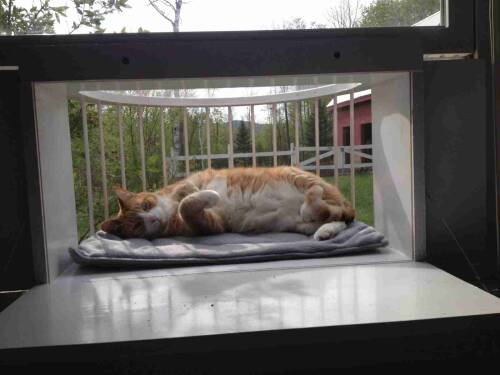 Cat Perch/Landing - Image 4