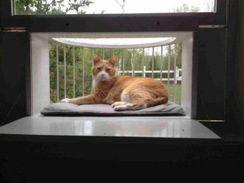 Cat Perch/Landing - Image 3