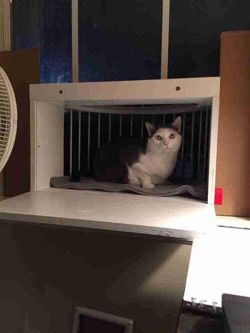 Cat Perch/Landing - Image 9