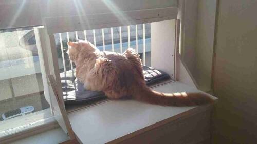 Cat Perch/Landing