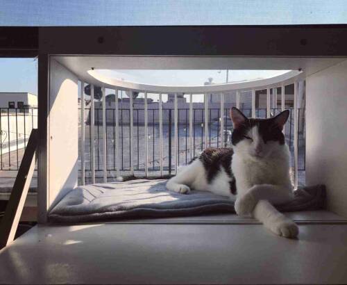Cat Perch/Landing - Image 7